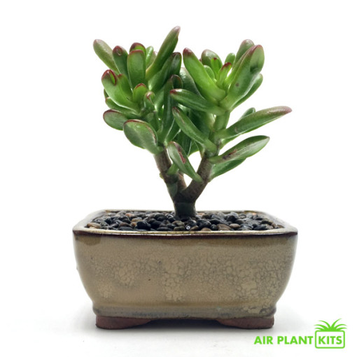Easycare Indoor Succulent Bonsai Tree Air Plant Kits