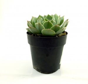 Echeveria ramilette (front)