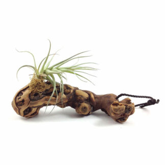 Tillandsia mounted on driftwood (front)