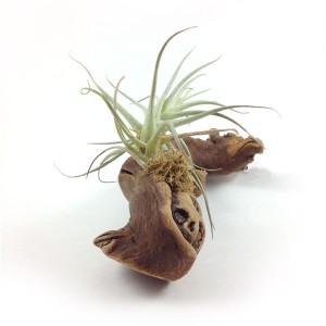 Tillandsia mounted on driftwood (side)