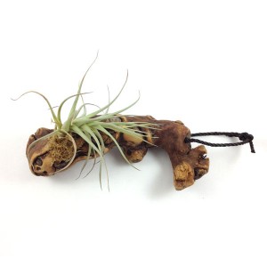 Tillandsia mounted on driftwood (top)