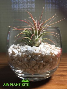 Tillandsia in Small Round Glass Vase on White Gravel