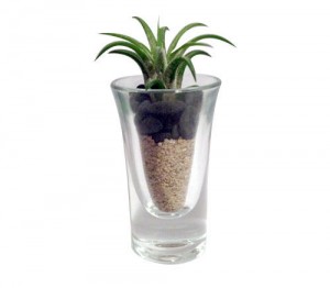 Tillandsia in Tall + Narrow Bottom Shotglass