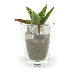 Zanzibar Aloe in Wide Top Shotglass with Clear Marbles