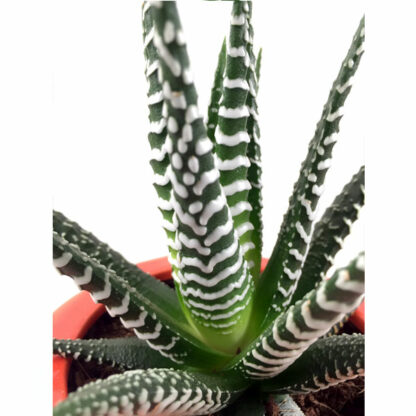 Zebra Plant (close-up)