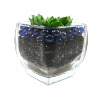 Echeveria ramillette in rounded glass cube