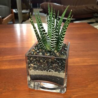 Zebra plant cube on coffee table
