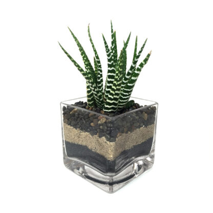 Zebra Plant Glass Cube Vase