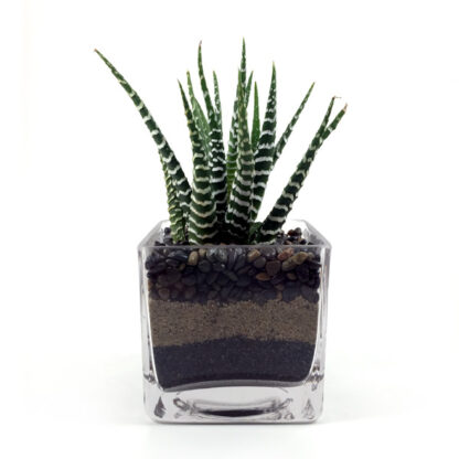 Zebra Plant Glass Cube Vase