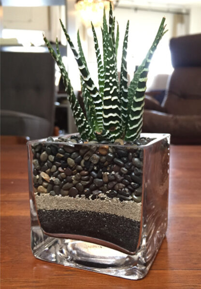 Zebra plant cube on coffee table