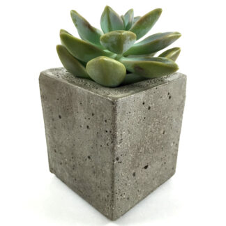 Ghost Plant Concrete Cube (corner)
