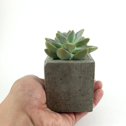 Ghost Plant Concrete Cube (front)