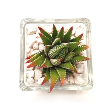 Tiny Haworthia Glass Cube (top)