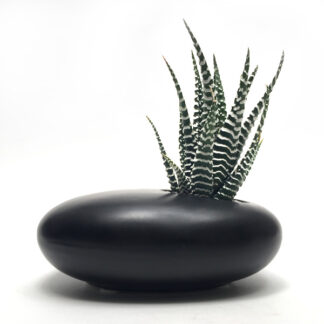 Zebra Plant + Cermaic Black Vase