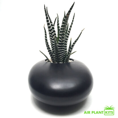 Zebra Plant + Cermaic Black Vase | Air Plant Kits
