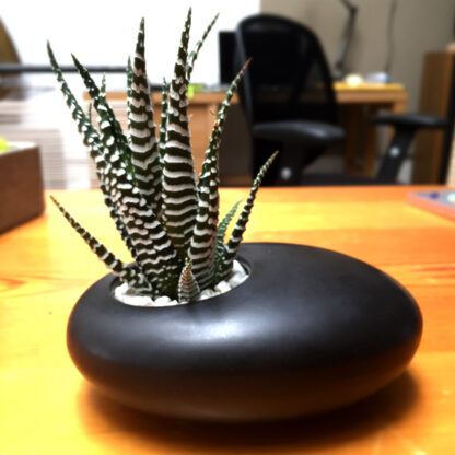 Zebra Plant + Cermaic Black Vase